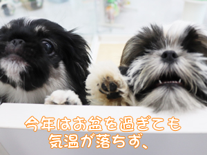 残暑お見舞い申し上げます☆